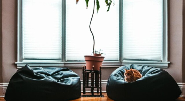 comfortable living room cat